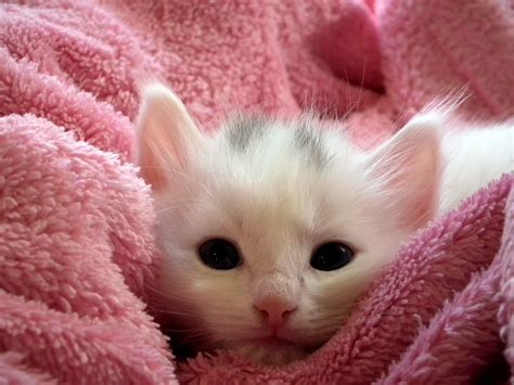 An eight <strong>week old kitten</strong> needs four meals a day. . Kittens that are free